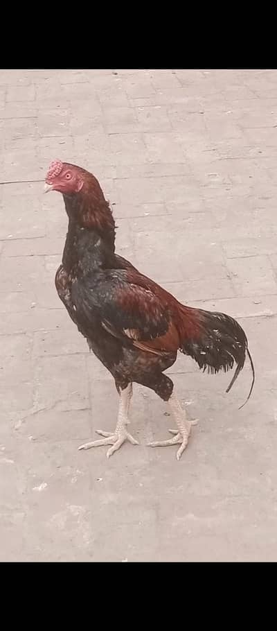 urgent sale mianwali  Pakistani bread