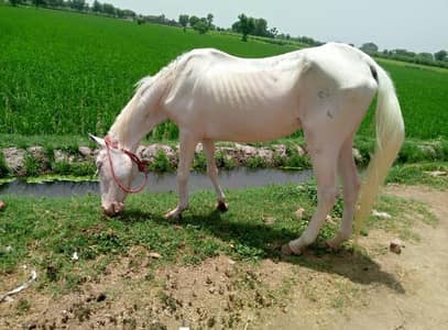 Beautiful pregnant 3 gohriya nukry gohry Sy crossing ki  video hy