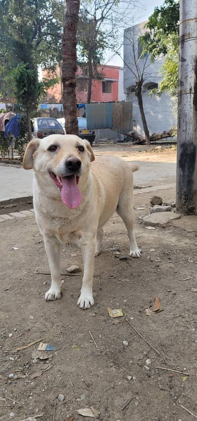 American Labrador for sale 11month female