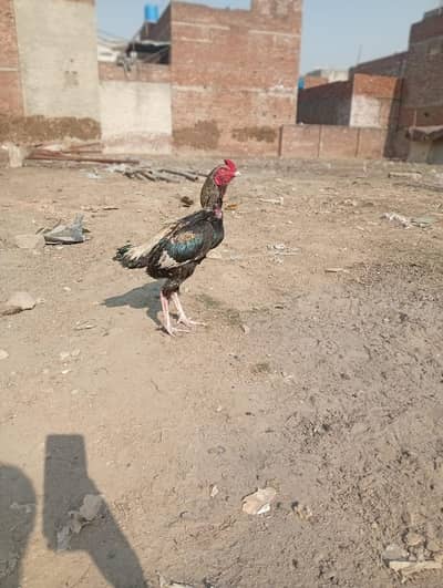 high quality male for sale