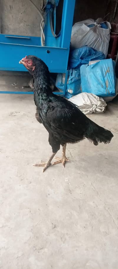 king size pure miawali aseel  mushki murgi