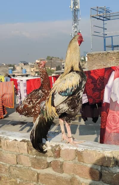 Aseel murga and Morgi