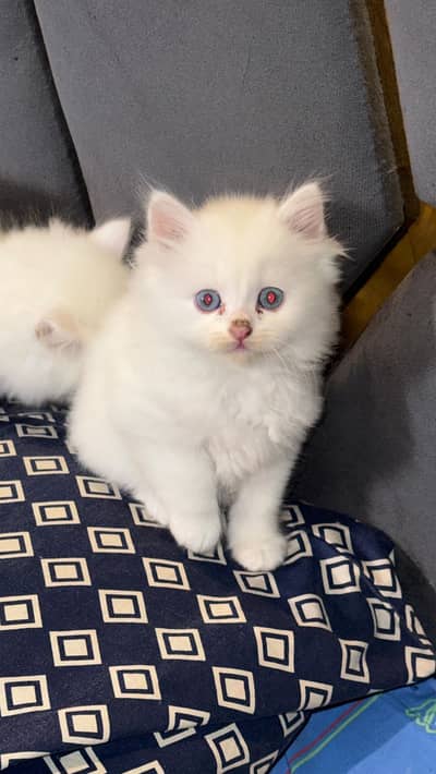 Tripple Coated Kitten For Sale And Exchange