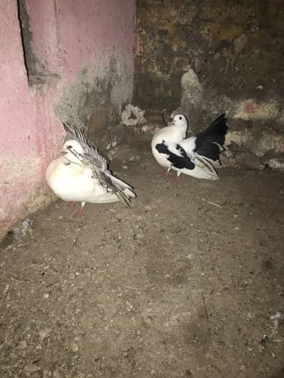 English fantail 100% breeder pair for sale