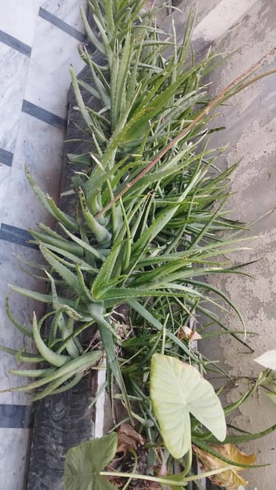 aloe Vera plants without pot