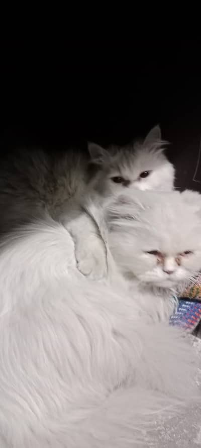Lovely Male & Female Persian Cats – Ready for New Home