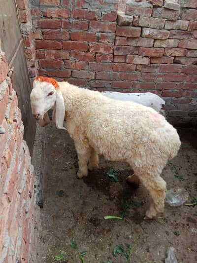 sahiwal breed  +92 303 5398986