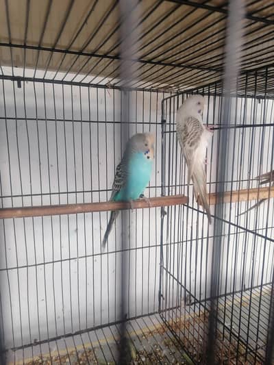 Fallow Budgies for Sale