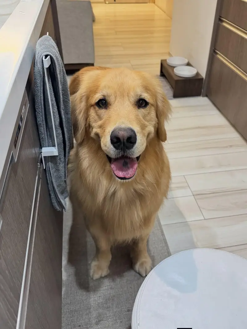 golden retriever high quality female