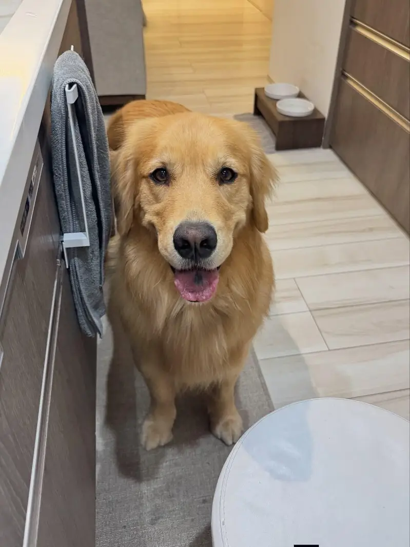 golden retriever high quality female — photo 2