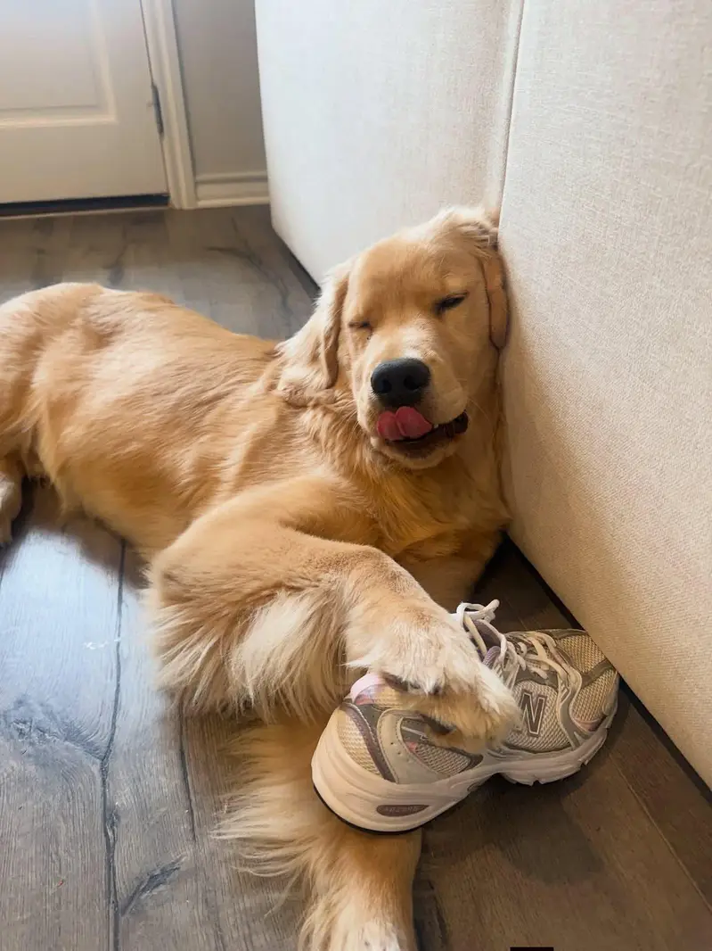 golden retriever high quality female — photo 3