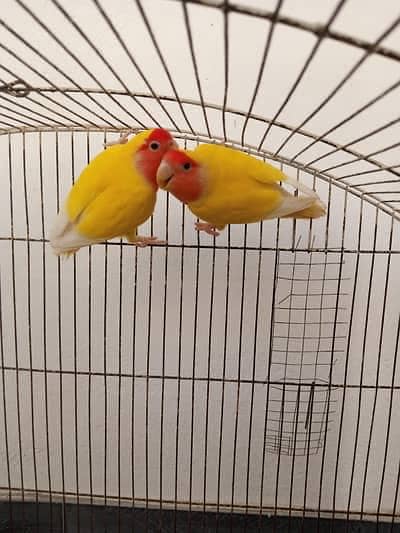 Common lutino red eye 100% confirm breeder pair for sale