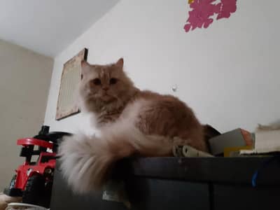 persion stud male cat  healthy l what's app 03262647507