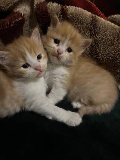 Persian cats  urgent sell