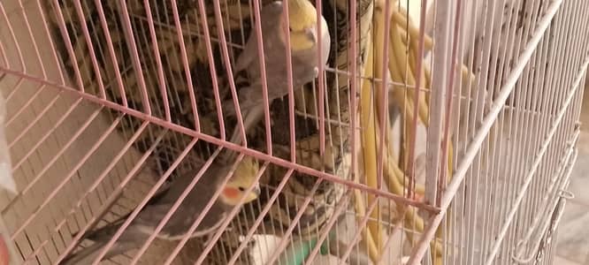 1 pair of cocktail with cage