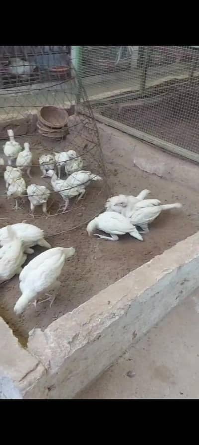 Heera Aseel Chicks