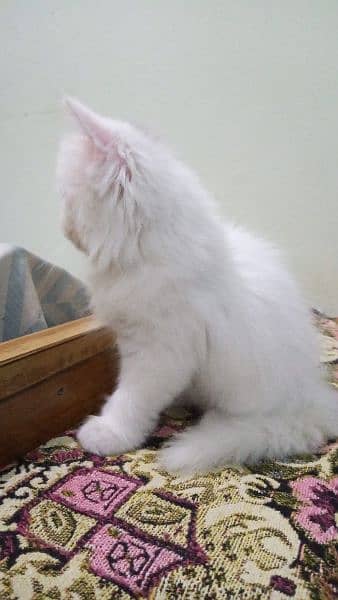 Persian cat female 0329===036====4327my WhatsApp