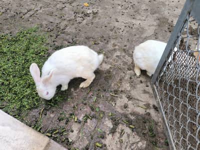 New Zealand White Rabbit