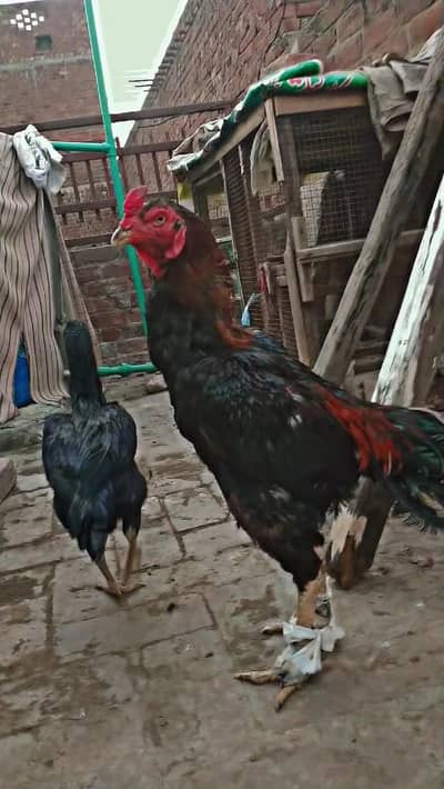 Bermi And Pakistani Cross Aseel Breeder