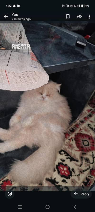 Persian triple coat male with accessories