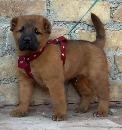 king Turkish kangal dabal Hadi havey bone stacture security dogs for