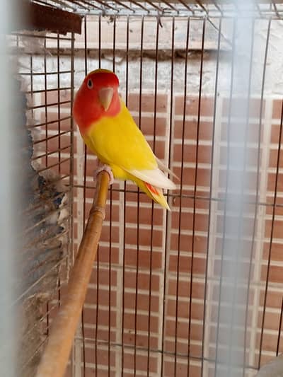Lotino lovebird Adult Pair