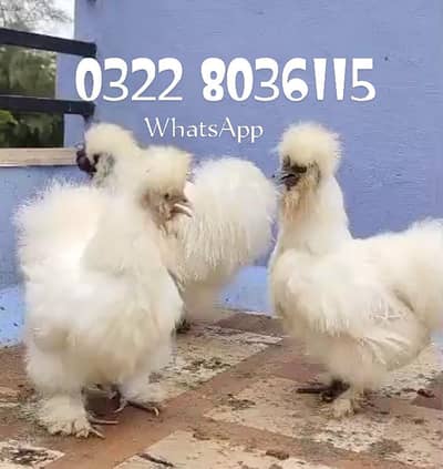 White Silkie Hens For Sale 3rio Set