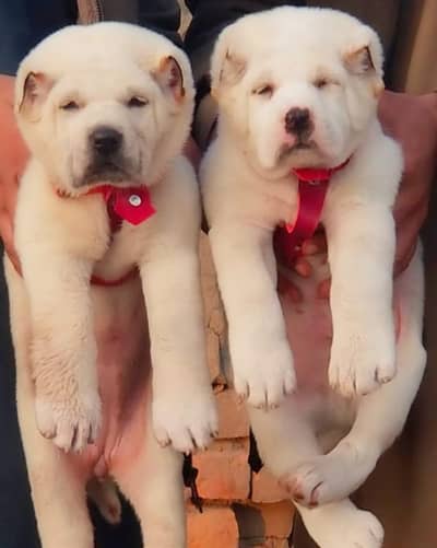Alabai dabal Hadi havey bone stacture security dogs for sale pair