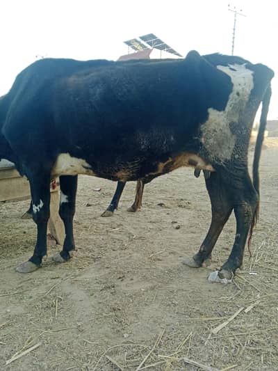 jis bhai nay lani hau as namber pay rabta kary 03248440147