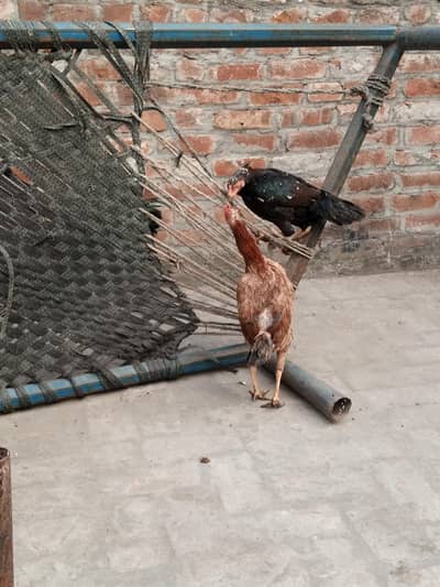 female Eggs dye rahii