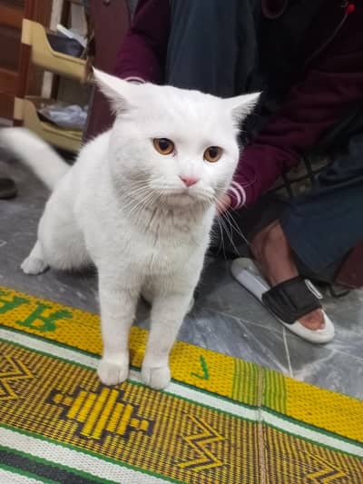 Persian cat white breed