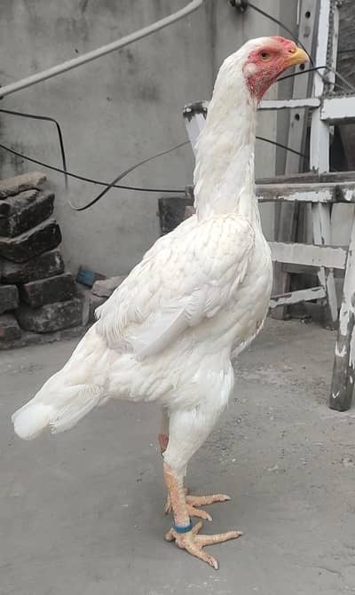 Top Quality White O Shamo Madi