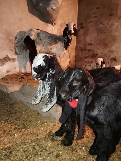 1 bakari 3 nar age 2 month urgent for sale