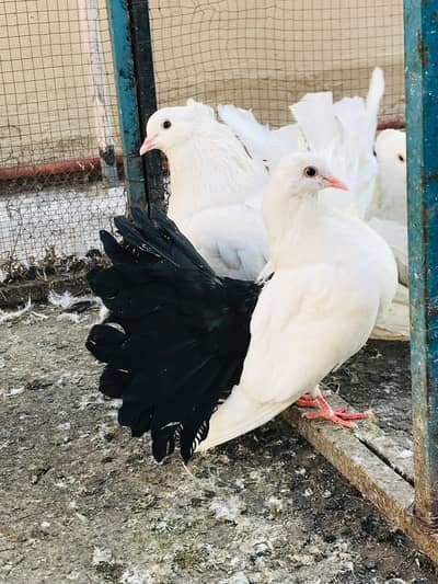 Blacktail and redtail pegions