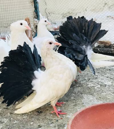 Blacktail and redtail pegions