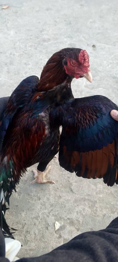 aseel murghy for sale