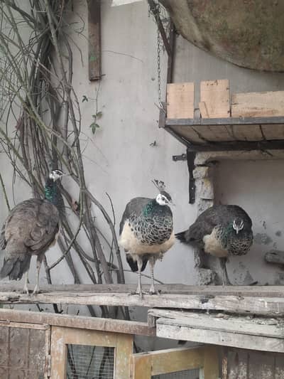 Breader peahens for sale