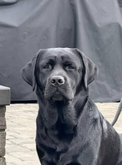 healthy and active fully play full