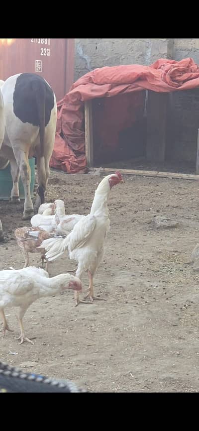 SHAMO - FERTILE EGGS