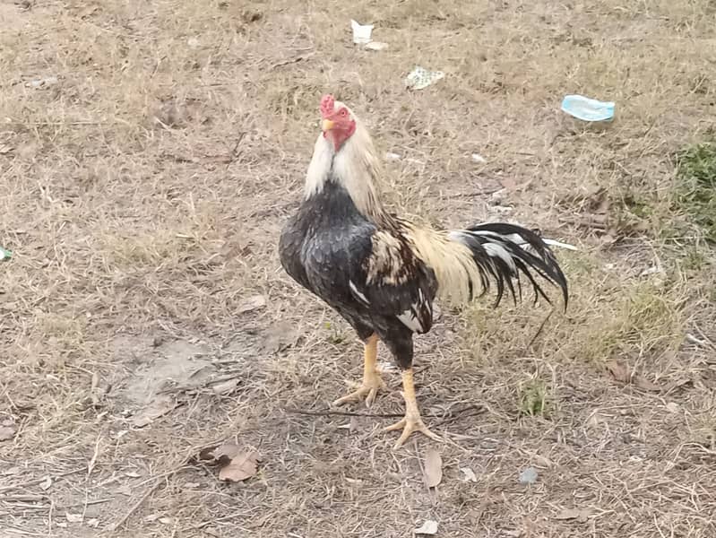 ASEEL JAVA MURGHAA 0