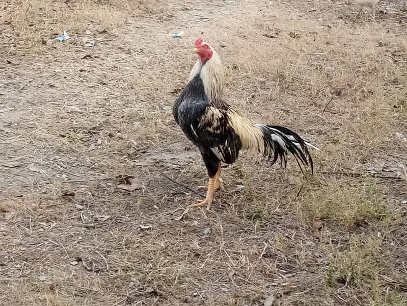 ASEEL JAVA MURGHAA 1