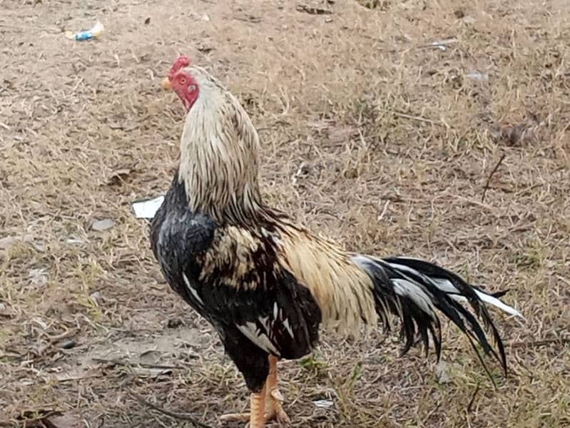 ASEEL JAVA MURGHAA 2