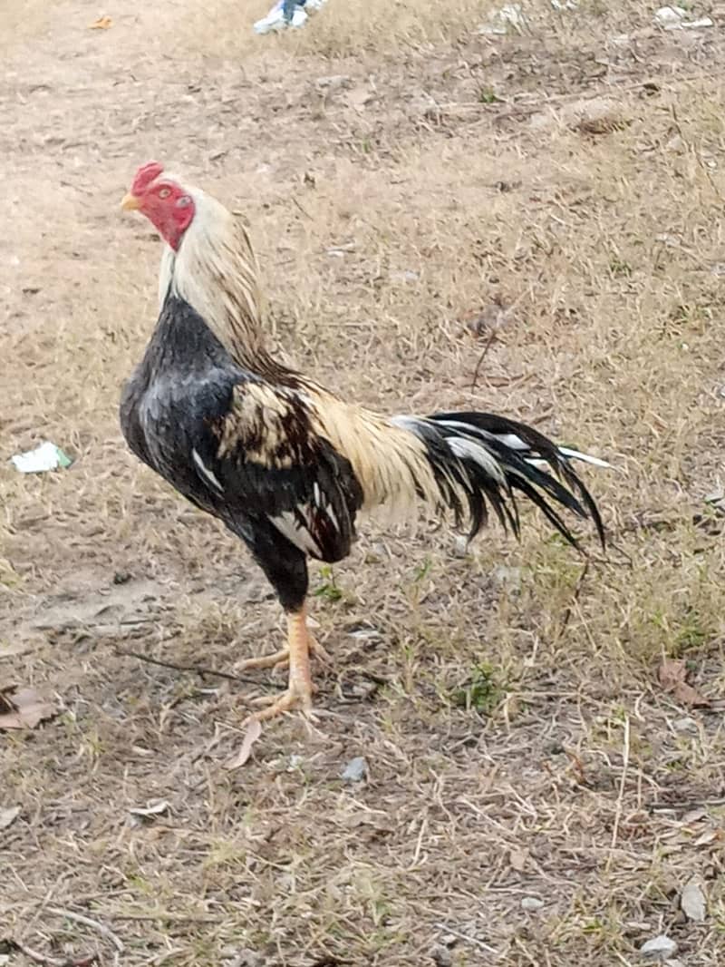 ASEEL JAVA MURGHAA 3