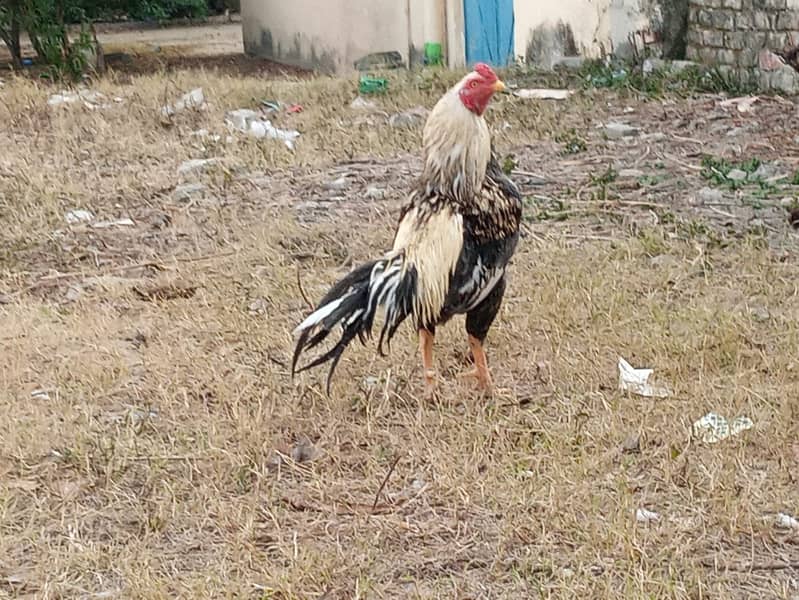 ASEEL JAVA MURGHAA 4