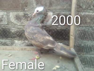 Mix Pigeons 0304-6522924