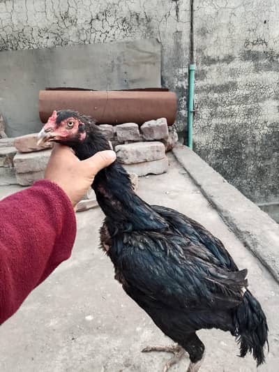 Black Aseel female 03214922010