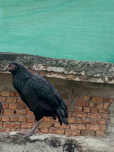 urgent for sale price Kam ho jae ge