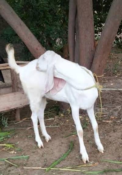 pure rajanpuri path derh saal