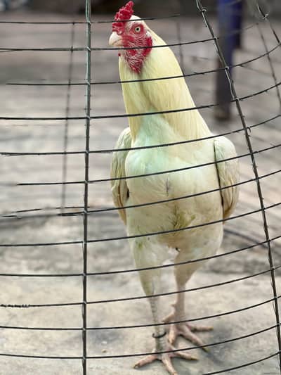 Mianwali Aseel For sale