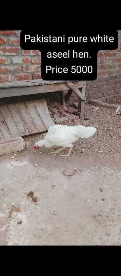 Aseel Hens|Aseel patha|For sale||Thai cross|For sale|